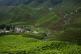 Cameron Highlands: Green Trails of Cameron